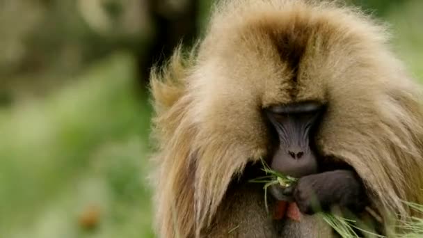 Närbild Stora Gelada Baboon Bete Simien Nationalpark Etiopien — Stockvideo