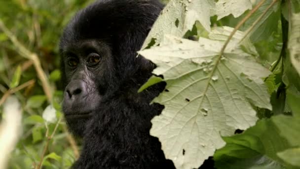 Gorila Montanha Floresta Impenetrável Parque Nacional Bwindi Uganda África — Vídeo de Stock