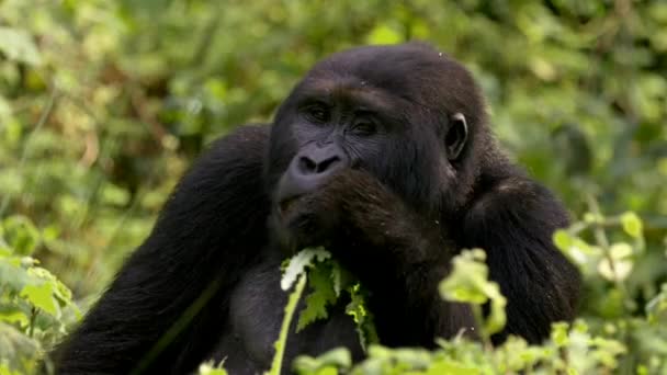 ブウィンディ国立公園 ウガンダ アフリカの難攻不落の森で食べる大人のゴリラの遅い動きを閉じて噛む — ストック動画