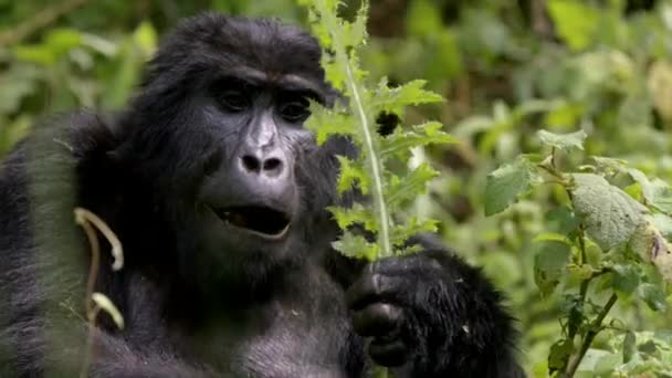 Nahaufnahme Von Erwachsenen Gorillas Beim Fressen Und Kauen Undurchdringlichen Wald — Stockvideo