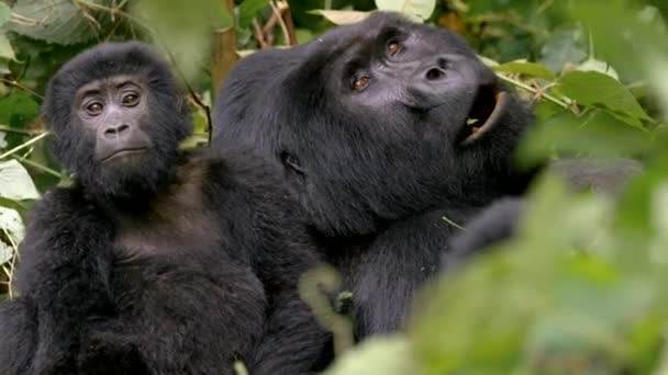 Nahaufnahme Von Erwachsenen Gorillas Beim Fressen Und Kauen Undurchdringlichen Wald — Stockvideo