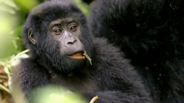Închideți Mișcarea Lentă Mâncării Mestecării Gorilelor Adulte Pădurea Impenetrabilă Din — Videoclip de stoc