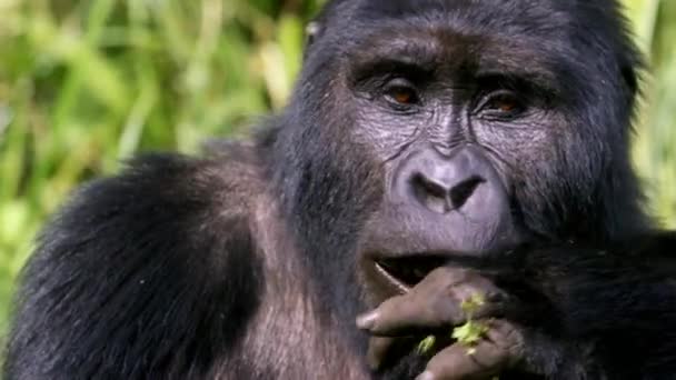 Närbild Slow Motion Vuxen Gorilla Äta Och Tugga Den Ogenomträngliga — Stockvideo