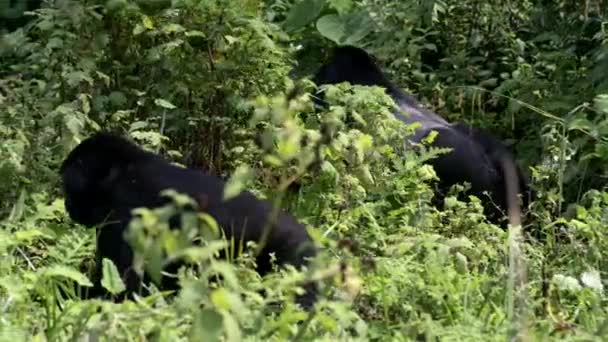 乌干达布温迪国家公园无法穿越的森林中的山地大猩猩 — 图库视频影像