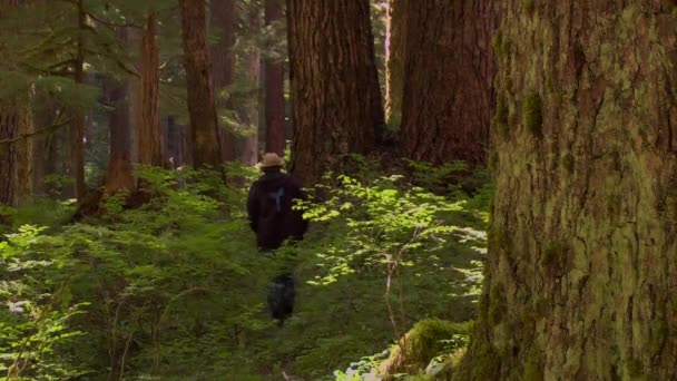 2019年11月 キノコのピッカーがウィッカーバスケットで森を歩き キノコを拾います — ストック動画
