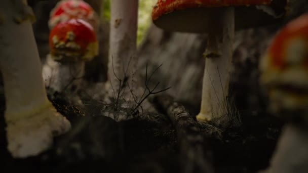 Amanita Muscaria Mushroom Forest Fall Time Natural Light Low Angle — Stockvideo