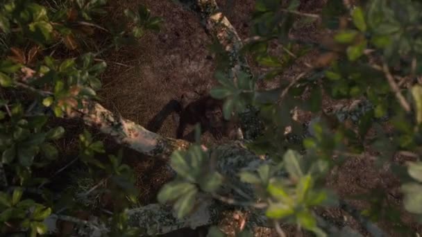 原始の洞窟人は彼の洞窟から先史時代の森に出てくる食べるものを見つける 先史時代のジャングルに狩りに行くネアンデルタール人 キャーマン活動コンセプト 3Dアニメーション — ストック動画