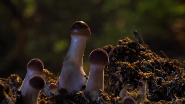 Timelapse Gombák Növekvő Nagy Dzsungel Erdőben — Stock videók