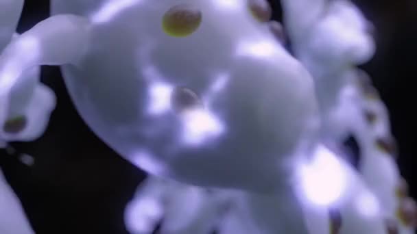 Plants Photosynthesise Literally Inhale Co2 While Exhaling Oxygen Carbon Put — Stockvideo