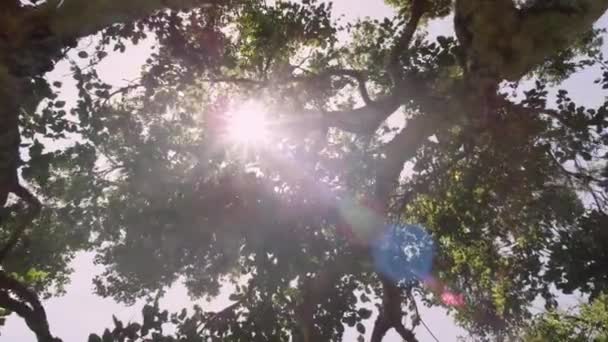 Parlak Yeşil Yapraklı Büyük Ağaç Ormanda Uzun Brunch Alçak Açılı — Stok video