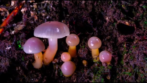 Timelapse Mushrooms Rosnące Dużym Lesie Dżungli — Wideo stockowe