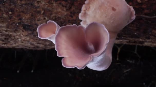 Timelapse Des Champignons Grandir Dans Une Grande Forêt Jungle — Video