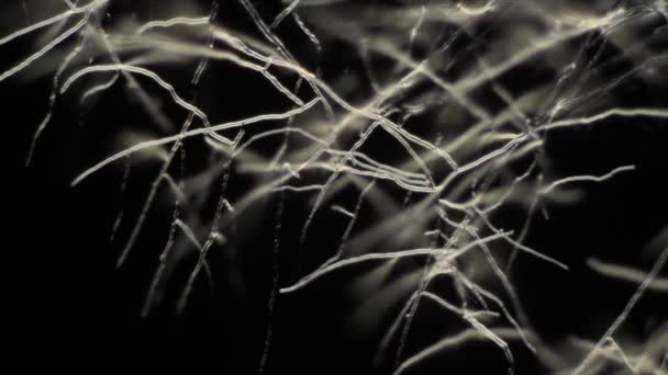 キノコ菌のタイムラプス自然の中で成長する菌糸体の鎖野生 — ストック動画