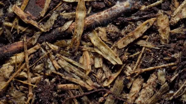 Mantar Mantarının Zaman Aşımı Mycelium Iplikçikleri Doğada Büyüyor — Stok video