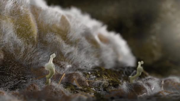 Σπόροι Μυκήτων Μολύνουν Τους Τερμίτες Βιολογικά Φυτοφάρμακα Από Μύκητες Σκοτώνουν — Αρχείο Βίντεο
