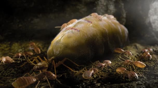 Las Esporas Los Hongos Infectan Las Termitas Los Bio Pesticidas — Vídeo de stock