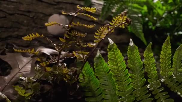 Timelapse Champiñones Creciendo Gran Bosque Selvático — Vídeo de stock