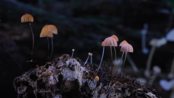 지대에서 자라고 버섯의 — 비디오