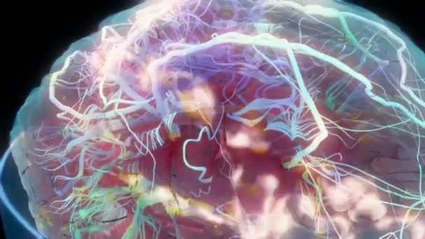 Vývoj Nervové Tkáně Tvorba Nervového Systému Neurogeneze Animace — Stock video