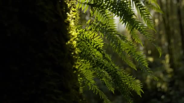 Árbol Primer Plano Con Musgo Helechos Creciendo Luz Del Sol — Vídeos de Stock