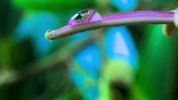 Pembe Nilüfer Çiçeğinin Zamanlaması Damlacıklarıyla Vahşi Doğada Çiçek Açıyor — Stok video