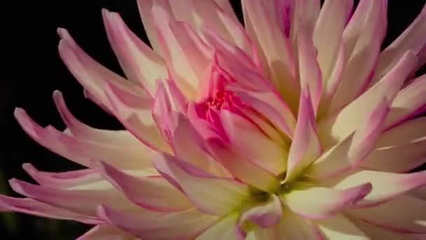 自然の中で水滴と野生で咲くピンクの蓮の花のタイムラプス — ストック動画