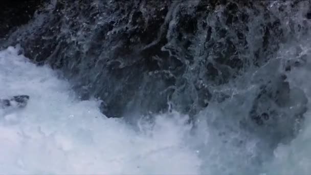 Sockeye Losos Jumping Fall Upstream River Water Wilderness Slow Motion — Stock video