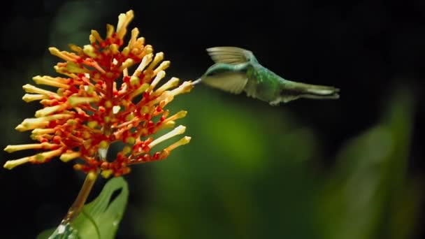 Langzame Beweging Van Kolibrie Voeden Van Bloem — Stockvideo