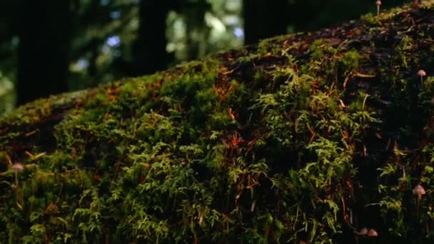 サイケデリックキノコ 野生で成長しているリバティキャップ シロシブ Semilanceata — ストック動画