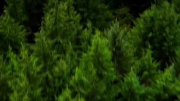 Drone Aéreo Visualize Movimento Rápido Sobre Floresta Pinheiros Montanha Nascer — Vídeo de Stock