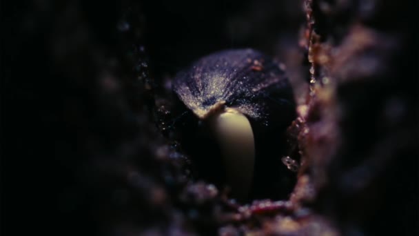 Проміжок Часу Проростання Насіння Вирощування Коренів Підземного Вигляду — стокове відео