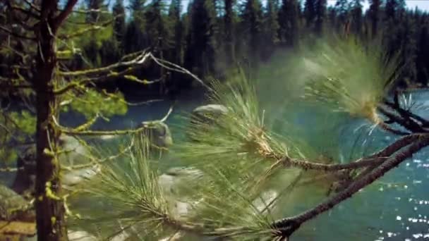Pollen Floating Wind Green Branch Spruce — 图库视频影像
