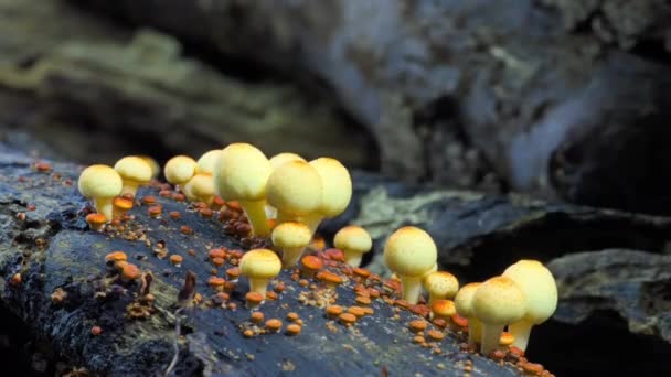 Timelapse Champiñones Creciendo Gran Bosque Selvático — Vídeos de Stock