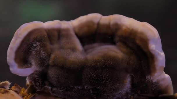 Timelapse Cogumelos Crescer Floresta Grande Selva — Vídeo de Stock