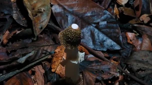 Timelapse Phallomycetes Mushrooms Growing Big Jungle Forest — Stockvideo