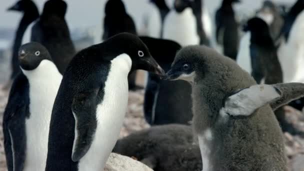 Primer Plano Del Pingüino Adelie Pygoscelis Adeliae Con Polluelos Península — Vídeos de Stock