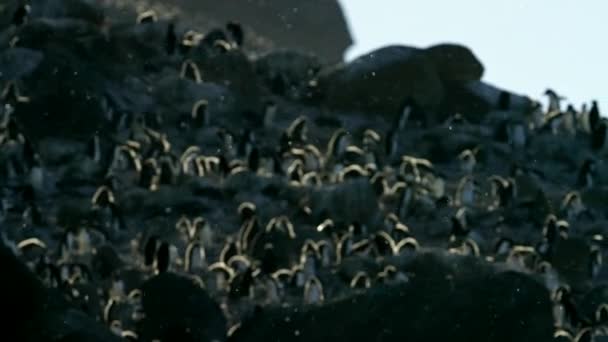 Kolonie Adelie Pinguïns Rustend Rots Het Ijs Pinguïns Rotsen Bij — Stockvideo