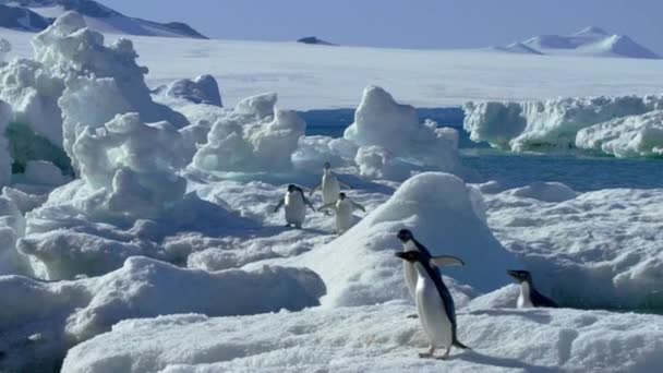 成群结队的阿德利企鹅栖息在岩石和冰上 南极南极半岛希望湾岩石上的企鹅 — 图库视频影像