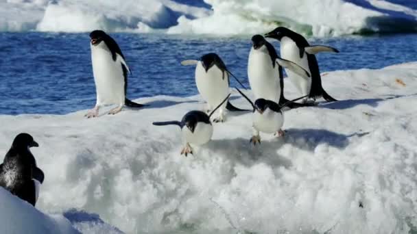 Pingüinos Adelie Pygoscelis Adeliae Mudas Juveniles Adultos Saltando Aguas Poco — Vídeos de Stock