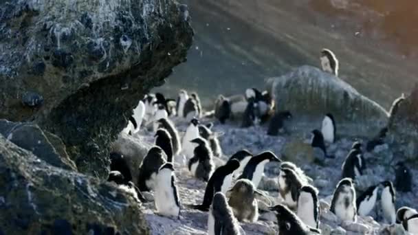 Kolonie Adelie Pinguïns Rustend Rots Het Ijs Pinguïns Rotsen Bij — Stockvideo