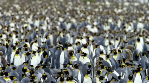 Una Colonia Pingüinos Reales Llanura Salisbury Georgia Del Sur Antártida — Vídeo de stock