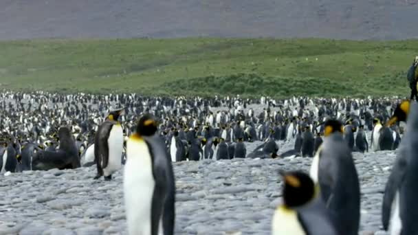 Março 2019 Passeio Turístico Entre Uma Colônia Pinguins Rei Planície — Vídeo de Stock