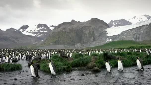 南极南乔治亚岛索尔兹伯里平原上的一群国王企鹅 — 图库视频影像