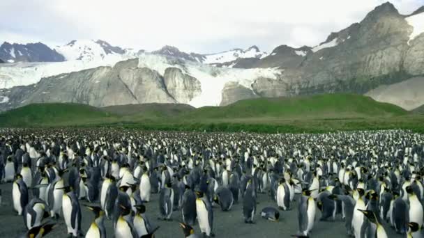 Una Colonia Pingüinos Reales Llanura Salisbury Georgia Del Sur Antártida — Vídeos de Stock