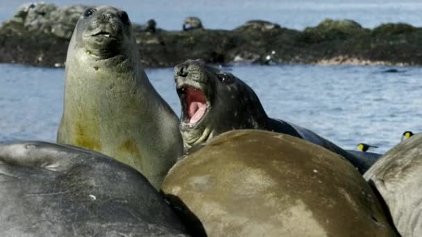 Close Elephant Seal Grytviken South Georgia Island Antarctica — Stock Video