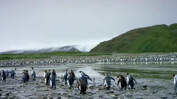 Una Colonia Pingüinos Reales Llanura Salisbury Georgia Del Sur Antártida — Vídeos de Stock