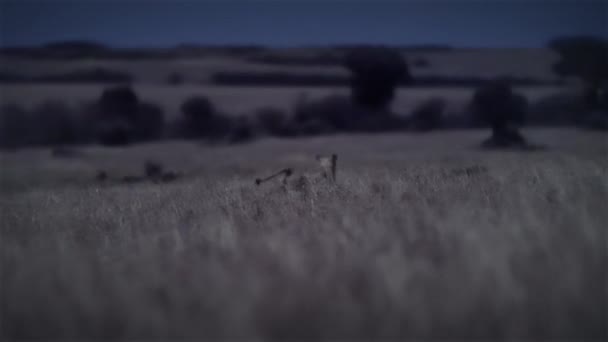 Cheetahs Jagen Prooi Nachtscène Het Midden Van Afrikaanse Savanne Tanzania — Stockvideo