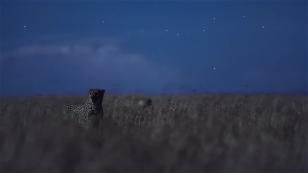 Close Cheetahs Night Scene African Savanna Tanzania — Vídeo de Stock