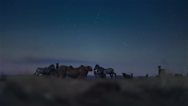 Cheetahs Looking Hunt Prey Walking Forward Night Scene Middle African — Vídeo de Stock