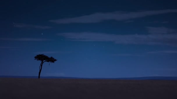 Het Afrikaanse Savanne Landschap Bij Nacht Scene Tanzania — Stockvideo